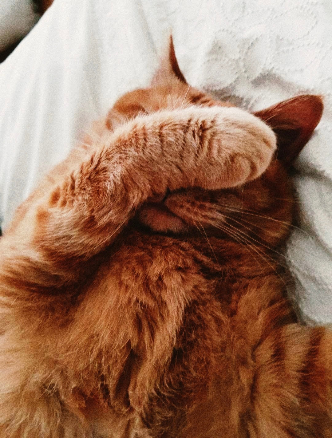 Decoding Your Cat’s Personality by Pad Shape