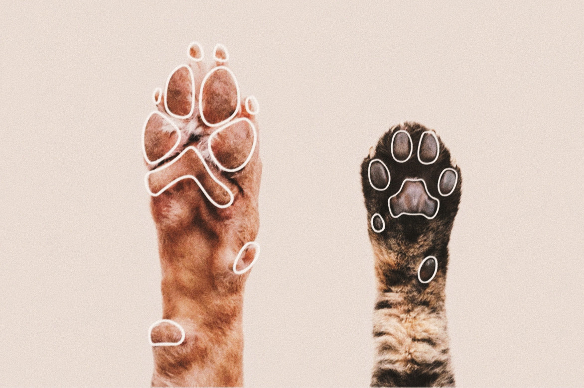 Know Your Paws: A Simple Guide to Dog and Cat Paw Anatomy