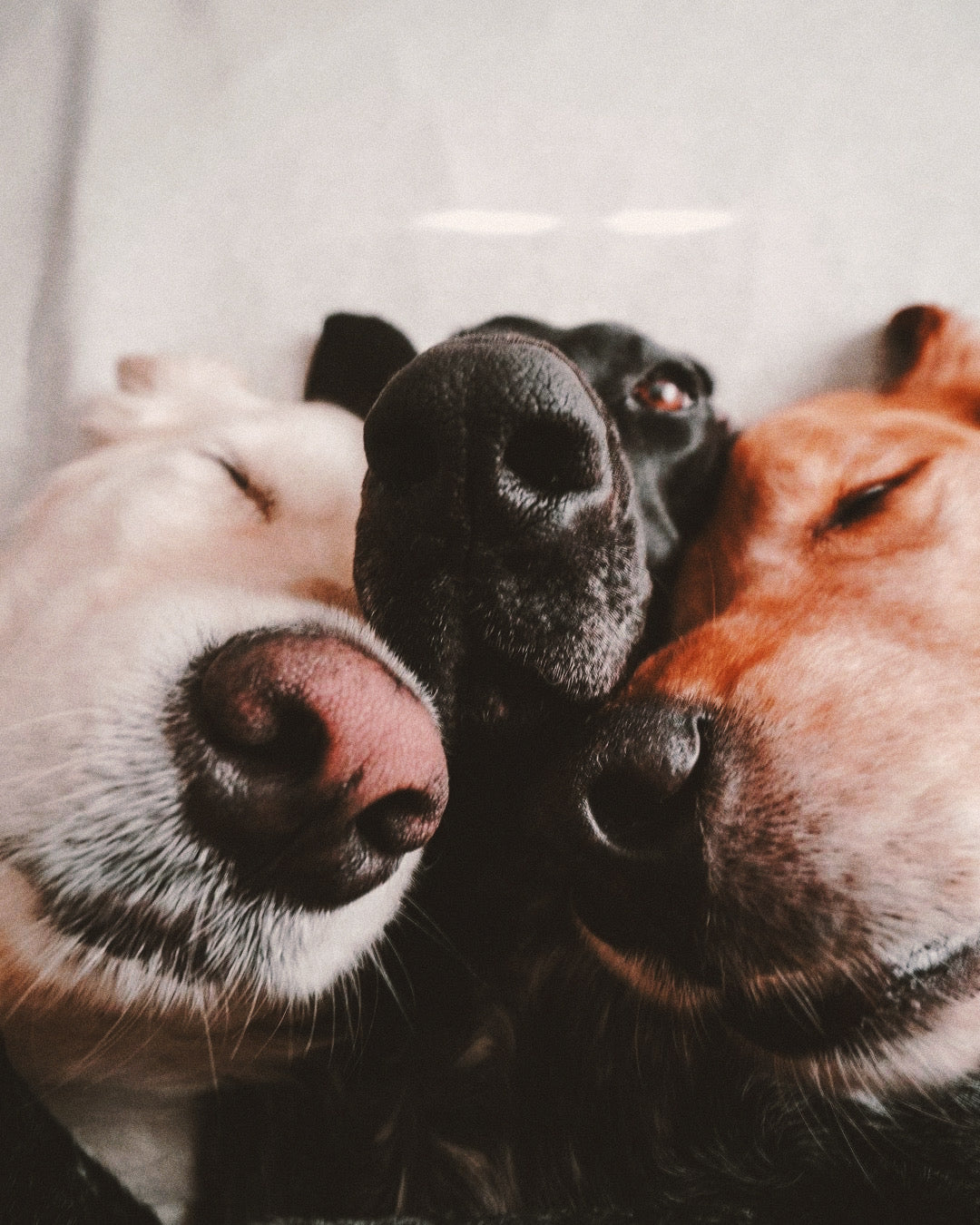 Paw Balm for Noses: Yes, It’s a Thing (and Your Pet Will Thank You)