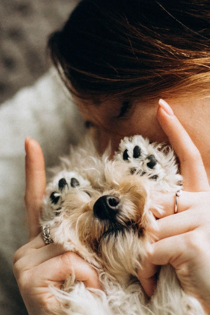 When Paw Balms Come in Handy: All Seasons, All Surfaces