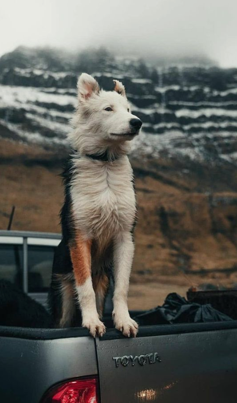 Dog in back of truck